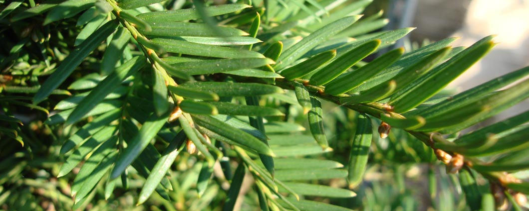 Das frischgrüne Nadelbild der Taxus baccata.