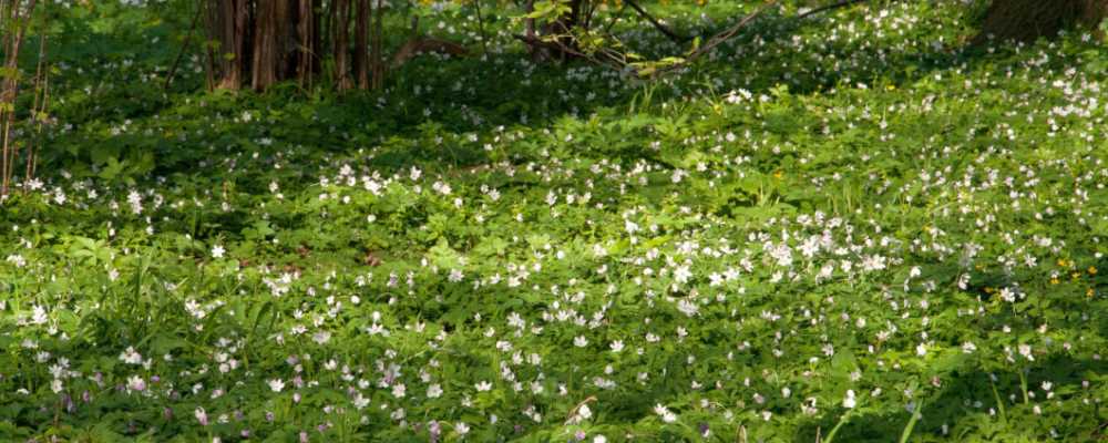 Ein weißer Blütenteppich von Buschwindröschen (Anemone nemorosa).
