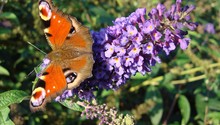 Schmetterling auf Buddleja-Blütenkolben