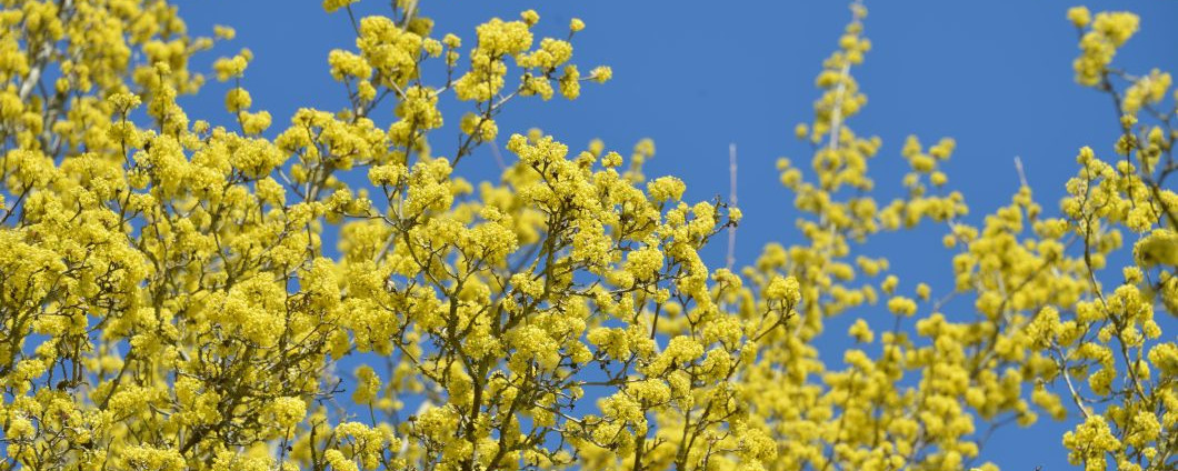 Die goldgelbe Blütenpracht der Kornlekirsche in voller Blüte