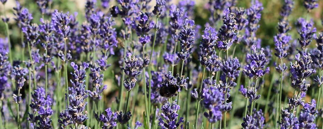 Lavendel 'Hidcote Blue' in voller Blüte
