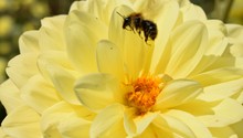 Biene bei der Arbeit in einer Blüte