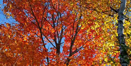 Bäume im Herbstlaub