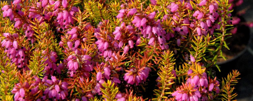 Die bronzeroten Nadeln der Winterheide 'Antje' verziert von den rosaroten glockenförmigen Blüten