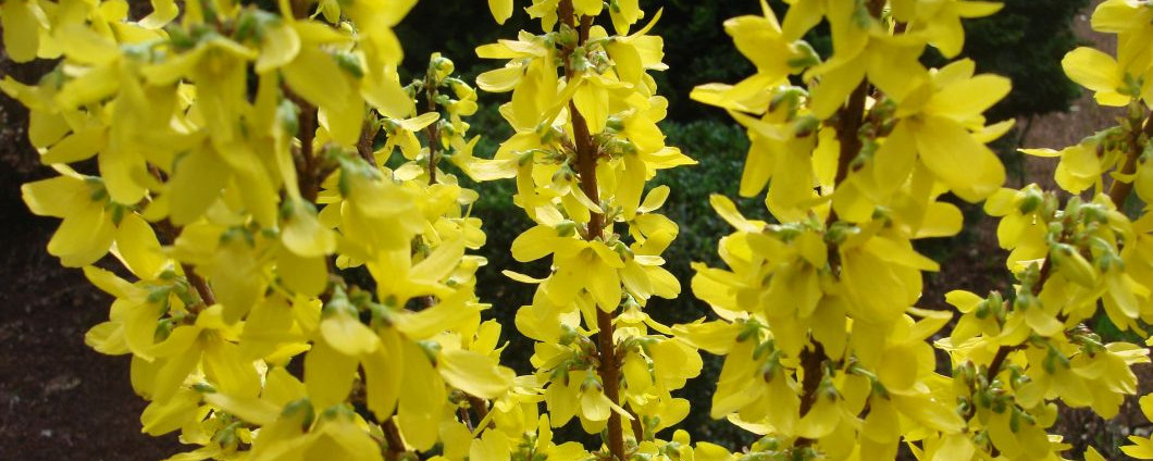 Die leuchtend gelben Blüten der Forsythie Week End
