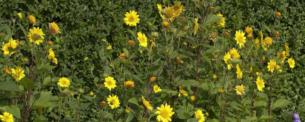 Die Blütenstände der Stauden-Sonnenblume 'Meteor'.