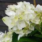 Blüte der Hydrangea 'The Bride'