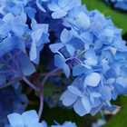 Blüte der blauen Endless Summer Hortensie