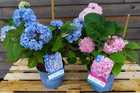 Rosa und Blaue Endless Summer Hortensien