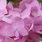 Blüte der rosa Endless Summer Hortensie