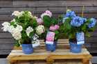 Weiße, Rosa und Blaue Endless Summer Hortensien