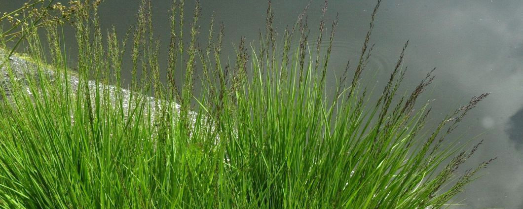 Das Pfeifengras 'Moorhexe' an Gewässer gepflanzt