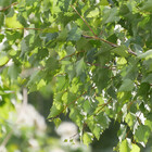 Blatt der Moorbirke (Betula pubescens)