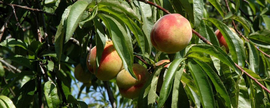 Der Pfirsichbaum 'Roter Ellerstädler' mit Früchten