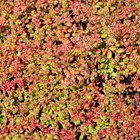Herbstlicher Anblick der Sedum 'Coral Carpet'.