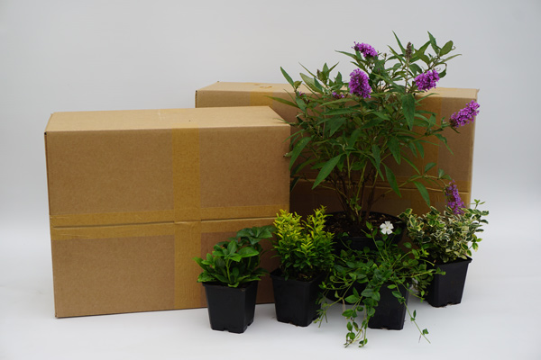 Pflanzen vor gepackten Paketen