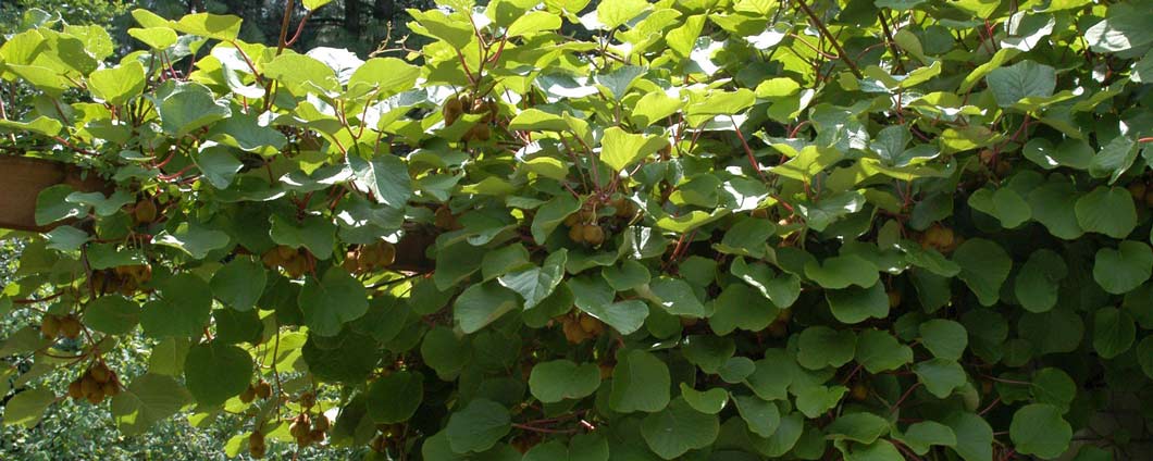 Üppige Blätter und Früchte der Actinidia chinensis 'Boskoop'.