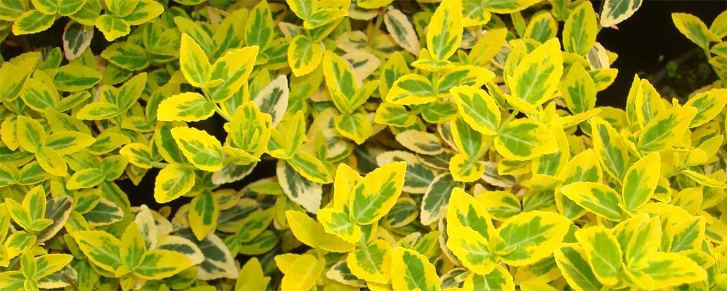 Die farbenfrohen Blätter der Kriechspindel 'Emerald'n Gold'.