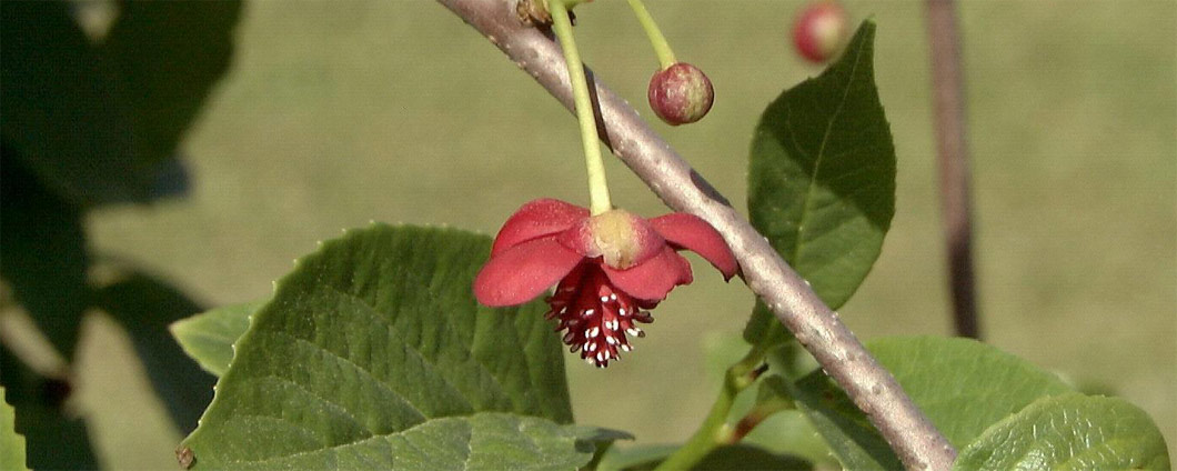 Fruchtbild der Chinesischen Vitalbeere Schisandra chinensis.
