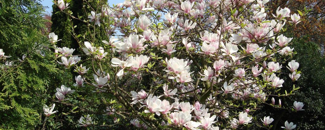 Tulpenmagnolie - Magnolia soulangiana