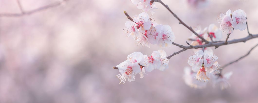Der Garten im April - Kirschblüte