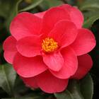 Camellia japonica 'Coquetti'