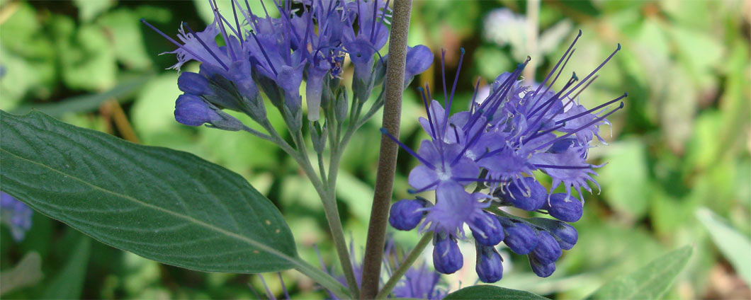 Die schönen Blüten der Bartblume 'Heavenly Blue'.