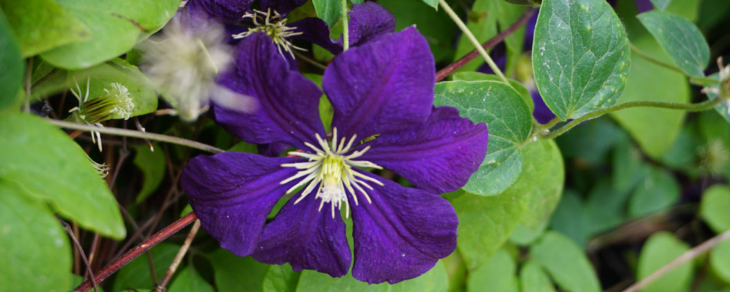 Die leuchtend-violette Blüte der Clematis 'Etoile Violette'.