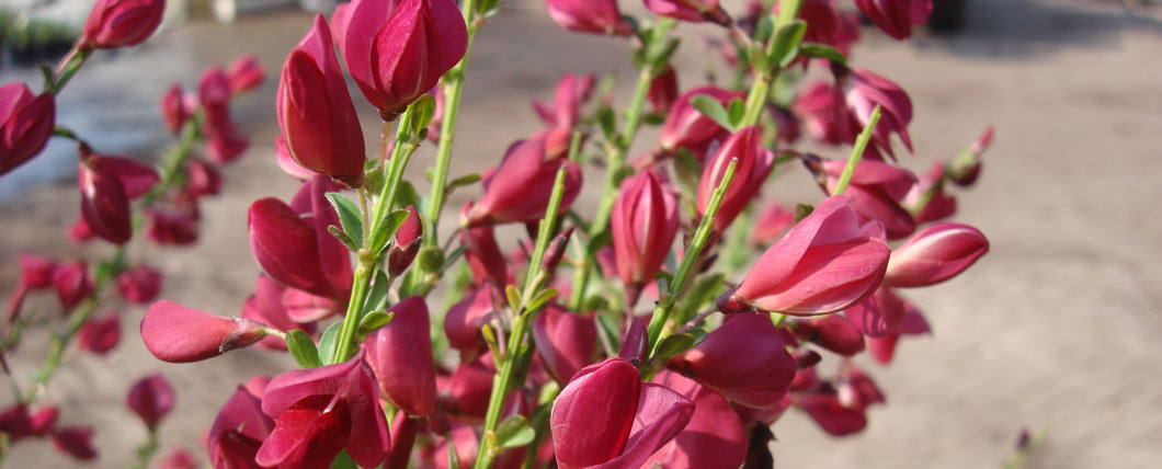 Das bezaubernde Blütenbild der Cytisus scoparius 'Boskoop Ruby'.