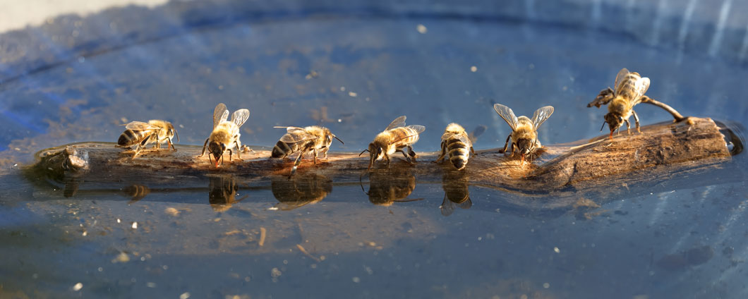 Bienen beim trinken