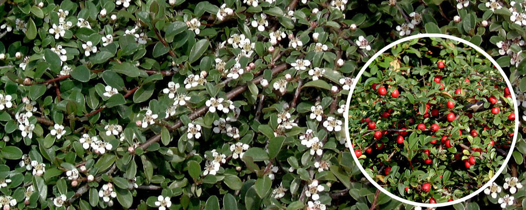 Cotoneaster dammeri radicans in voller Blüte