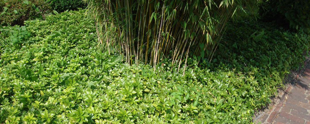 Pachysandra terminalis als Unterpflanzung eines Fargesias (Bambus)