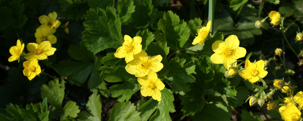 Waldsteinie / Dreiblatt Golderdbeere  mit ihren gelben Blüten