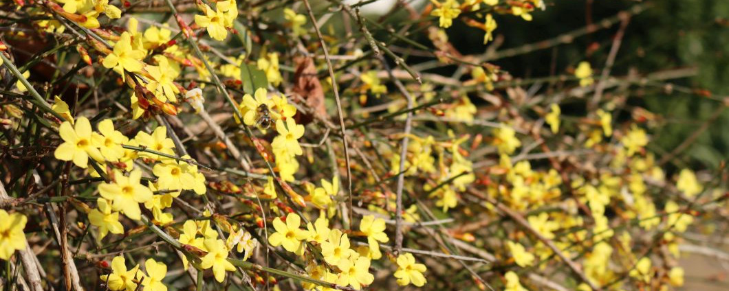 Der Winterjasmin mit leuchtend gelben Blüten