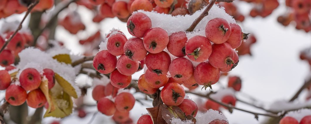 Schneebedeckte Früchte