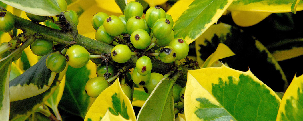Früchte und Blätter der Ilex aquifolium 'Golden van Tol'.