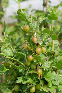 Früchte der Stachelbeere 'Invicta'.