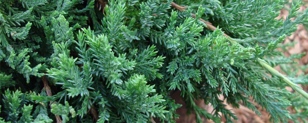 Das tiefgrüne Nadelbild der Juniperus horizontalis 'Glauca'.
