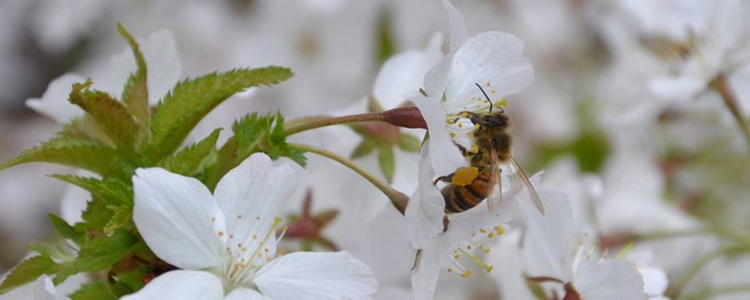 Eine Biene mit Pollen-Höschen