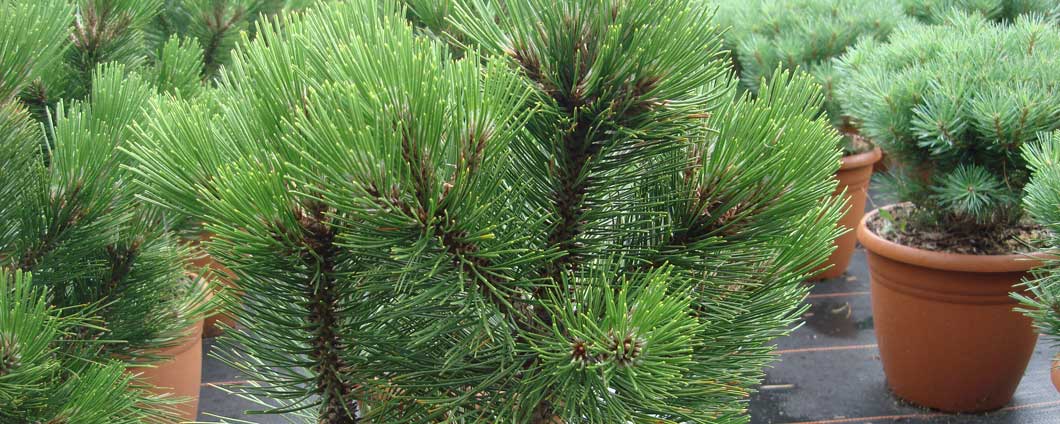 Das leuchtend-grüne Nadelbild der Pinus leucodermis 'Compact Gem'.
