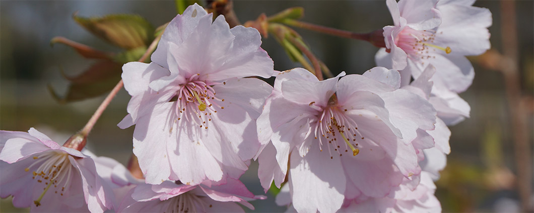Blütenbild der Prunus subhirtella 'Accolade'.