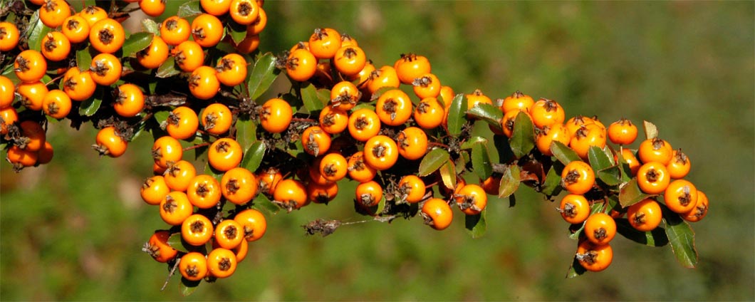 Die farbenfrohen Früchte der Pyracantha coccinea 'Teton'.