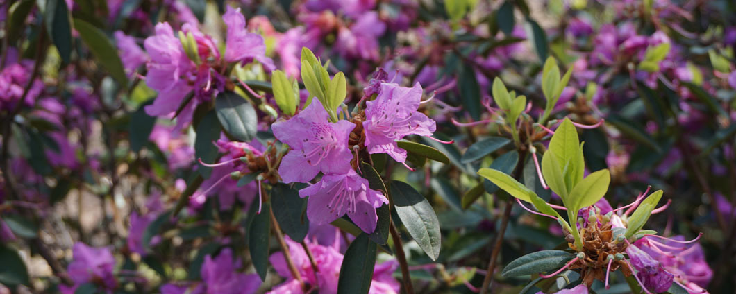 Die malerischen Blüten der Rhododendron carolinianum 'P.J.M.Elite'.
