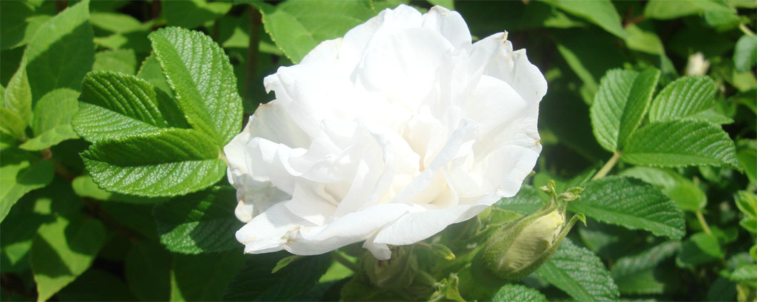 Die weiße Apfelrose 'Alba' in voller Blüte.