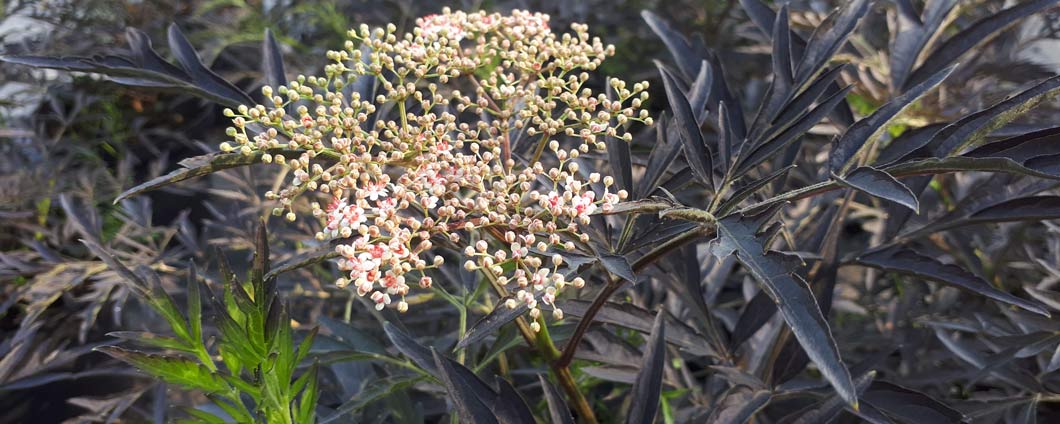 Die Blütenknospen und Laub der Sambucus nigra 'Black Lace'.