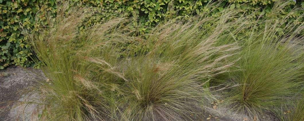 Das hauchfeine Stipa tenuissima 'Ponytails' bringt Leichtigkeit in jeden Garten.