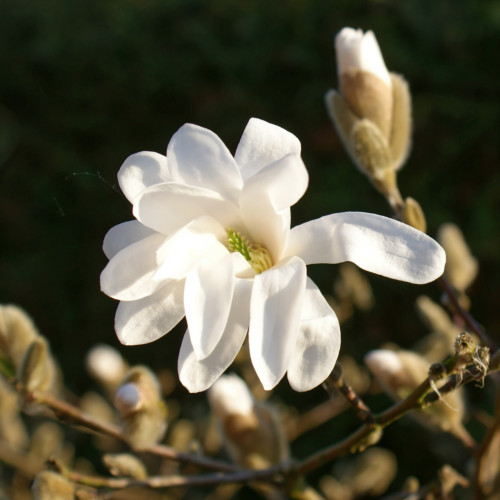 Magnolien (Magnolia) pflegen - Ratgeber | GartenHit24