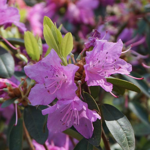 Rhododendron pflegen - Pflegetipps | GartenHit24.de