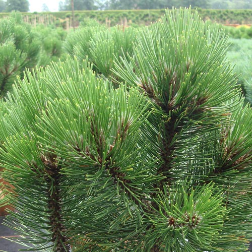 Kiefern (Pinus) pflegen - Ratgeber | GartenHit24.de