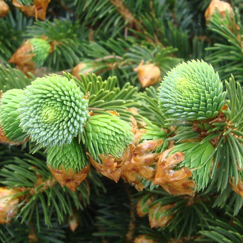 Fichten (Picea) pflegen - Gartenratgeber | GartenHit24